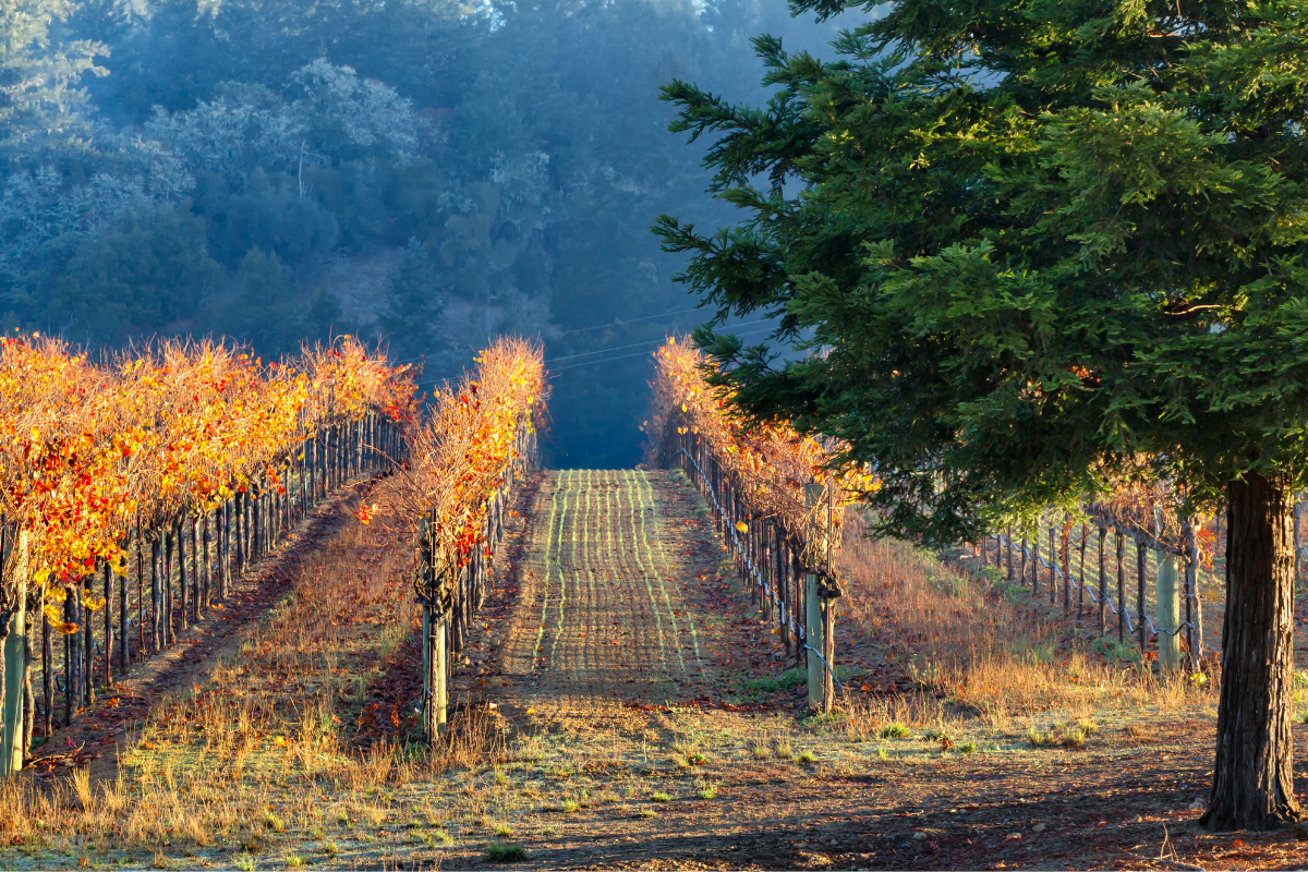Fall settles in on a California vineyard.