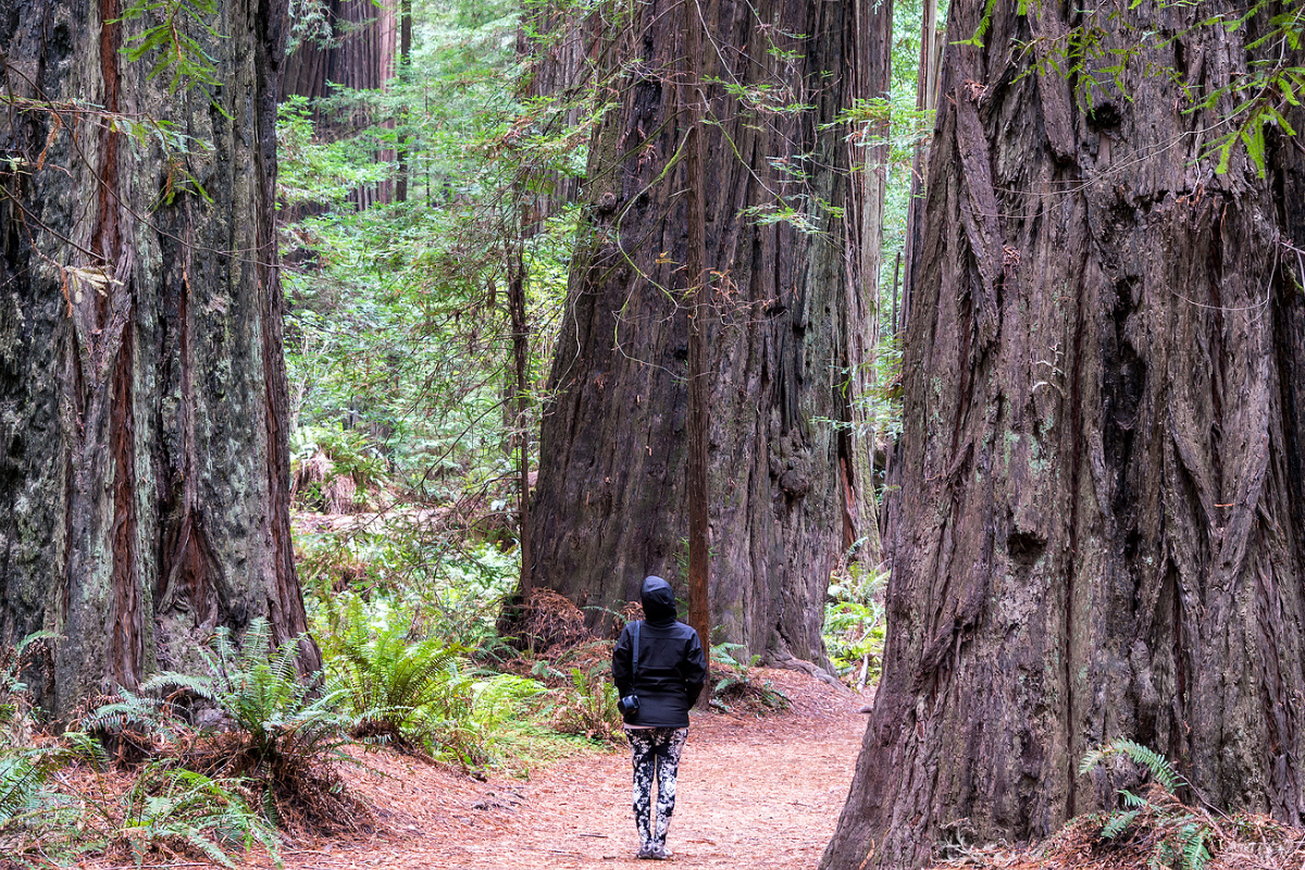 Woman standing among trees at Humboldt Redwoods State Park.