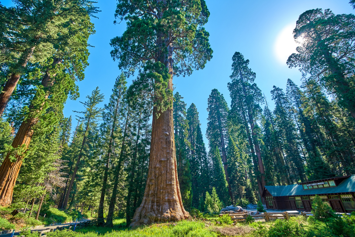 Giant Sequoia Trees In Sequoia National Park California.