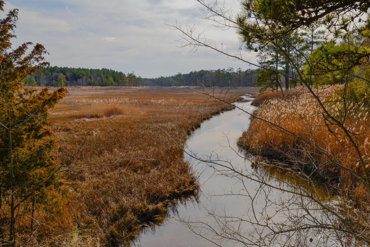 Marshlands cutting through Cape Henlopen State Park in Delaware.