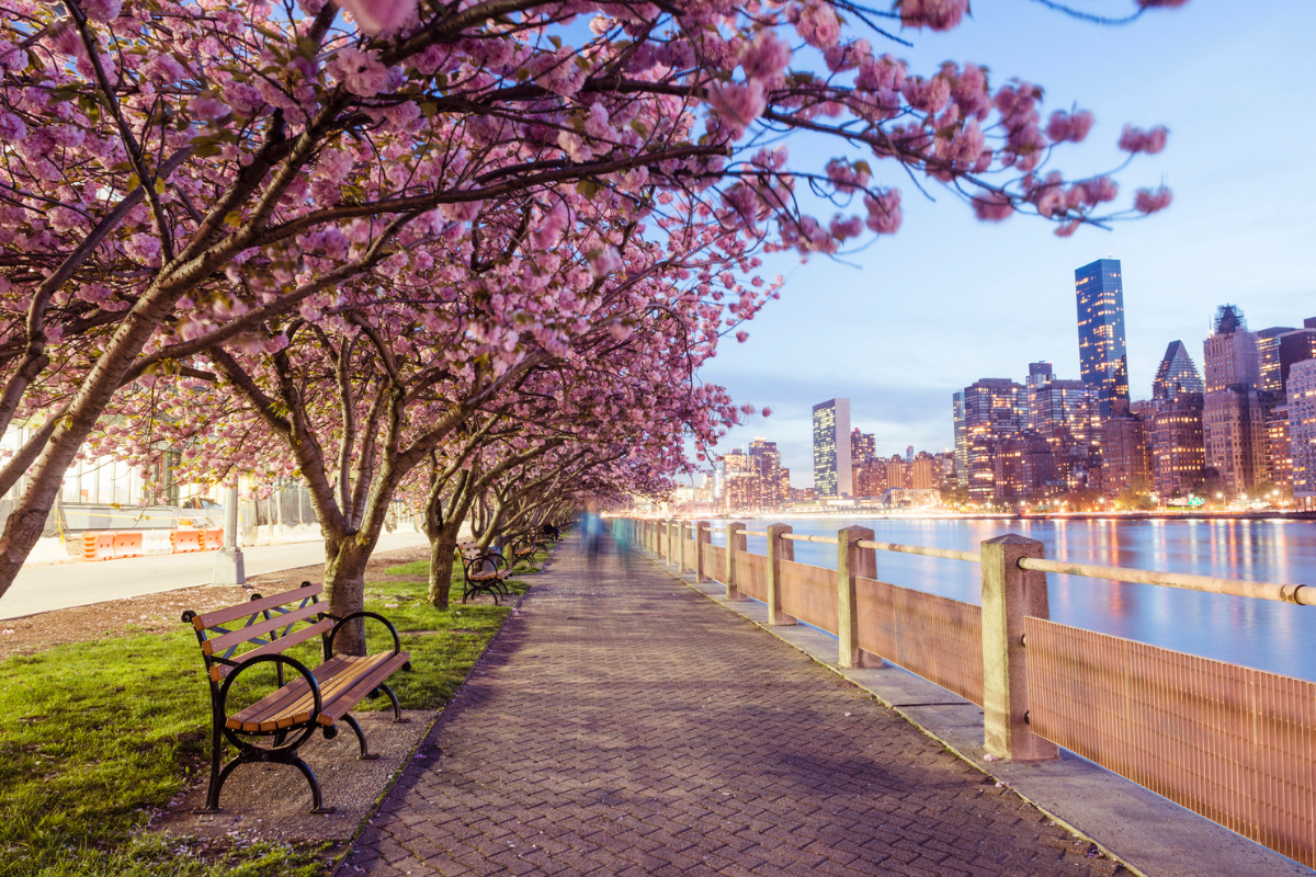 blooming cherry blossom trees lining a sidewalk on Roosevelt Island, in urban travel destination New York City, USA. The evening skyline view of Manhattan's East Side is seen across the East River in the background.