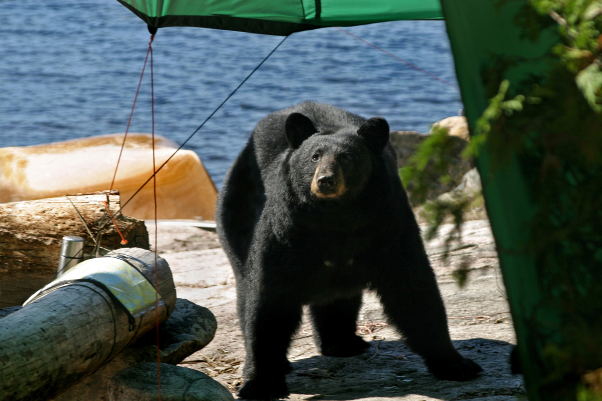Huge Black Bear walking into campsite looking for food. Shot on Crooked Lake (Friday Bay) in the Boundary Waters Canoe Area in Minnesota just feet from the Canadian border.